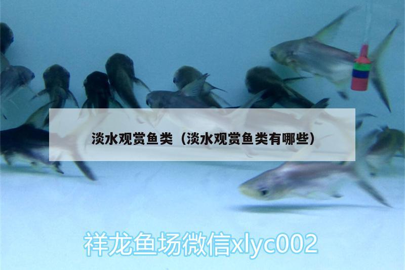 淡水觀賞魚類（淡水觀賞魚類有哪些） BD魟魚