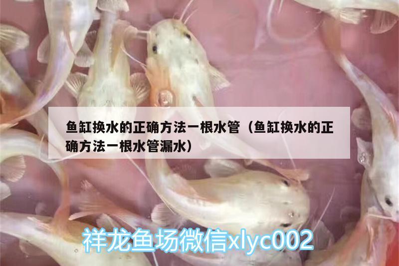 魚缸換水的正確方法一根水管（魚缸換水的正確方法一根水管漏水） 雪龍魚