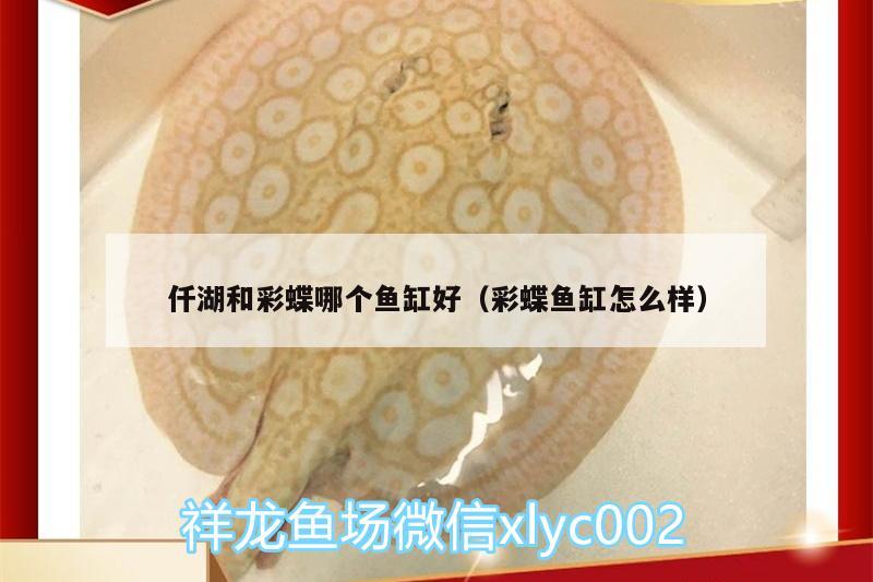 仟湖和彩蝶哪個(gè)魚缸好（彩蝶魚缸怎么樣） 仟湖