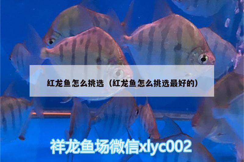 紅龍魚怎么挑選（紅龍魚怎么挑選最好的）