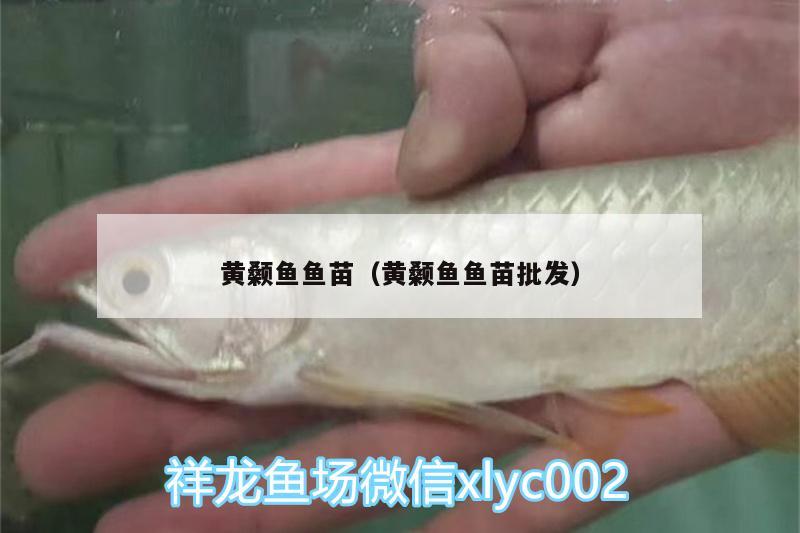 黃顙魚(yú)魚(yú)苗（黃顙魚(yú)魚(yú)苗批發(fā)）