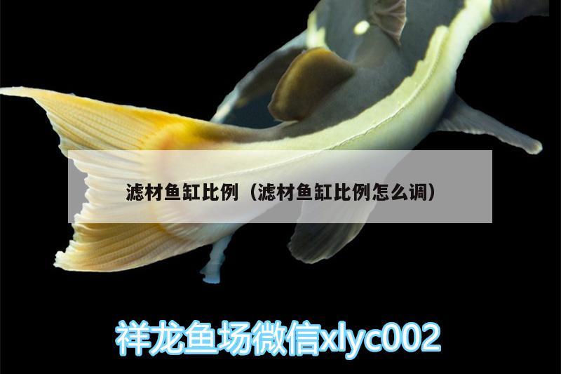 濾材魚缸比例（濾材魚缸比例怎么調(diào)）