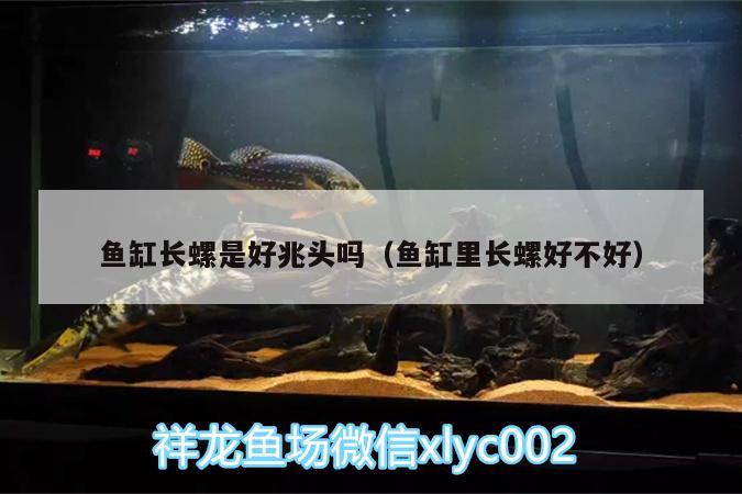 魚缸長螺是好兆頭嗎（魚缸里長螺好不好） 帝王三間魚