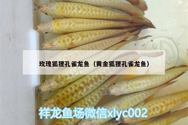 玫瑰狐貍孔雀龍魚（黃金狐貍孔雀龍魚）