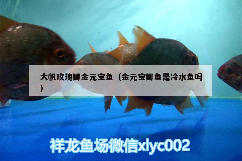 大帆玫瑰鯽金元寶魚（金元寶鯽魚是冷水魚嗎）