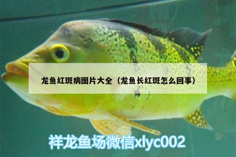 龍魚紅斑病圖片大全（龍魚長(zhǎng)紅斑怎么回事）