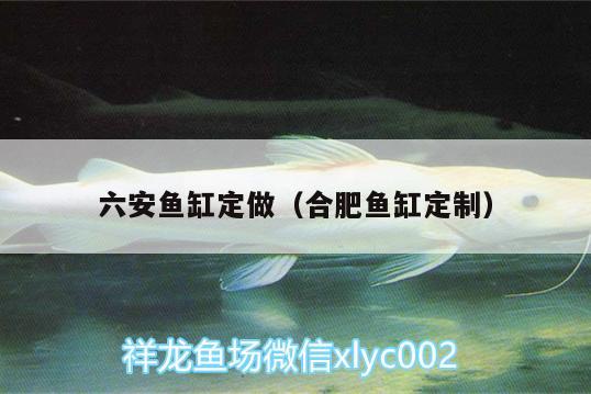 六安魚缸定做（合肥魚缸定制）