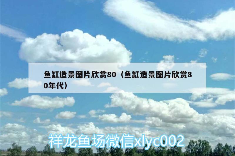 魚(yú)缸造景圖片欣賞80（魚(yú)缸造景圖片欣賞80年代）