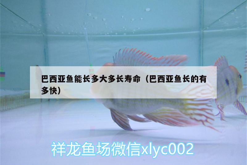 巴西亞魚能長多大多長壽命（巴西亞魚長的有多快） 巴西亞魚