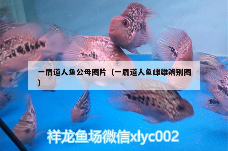 一眉道人魚公母圖片（一眉道人魚雌雄辨別圖）