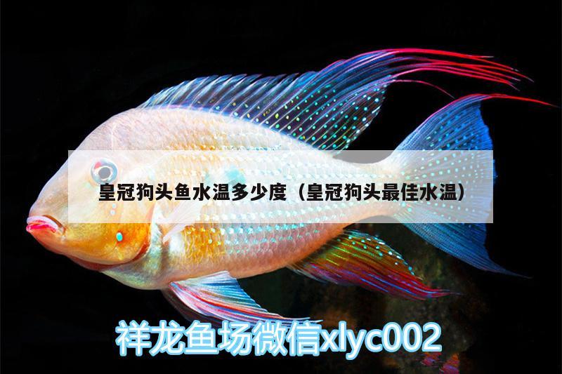 皇冠狗頭魚水溫多少度（皇冠狗頭最佳水溫） 狗頭魚