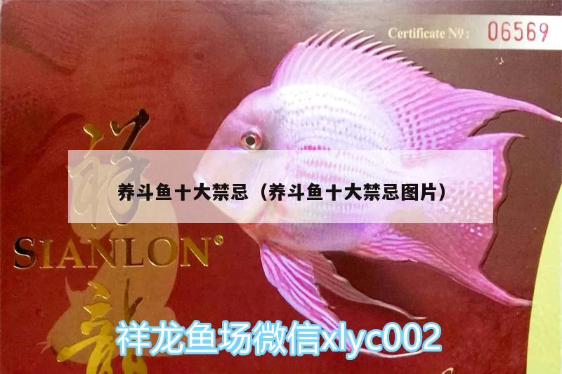 養(yǎng)斗魚(yú)十大禁忌（養(yǎng)斗魚(yú)十大禁忌圖片）