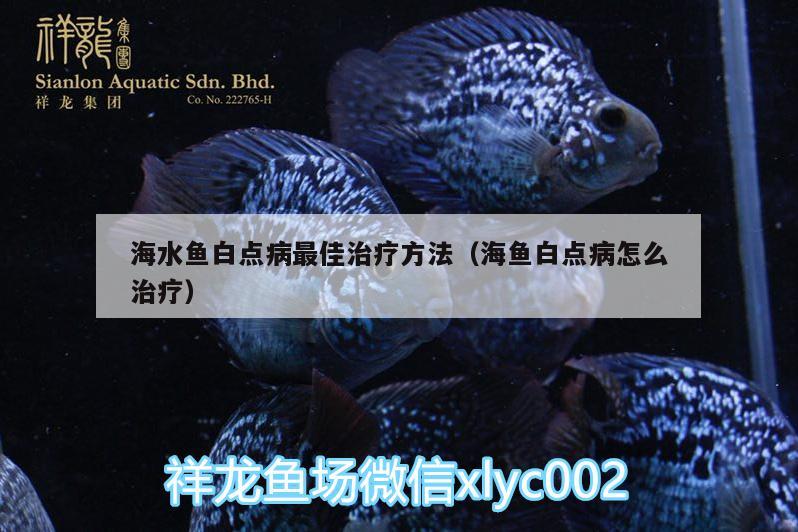 海水魚(yú)白點(diǎn)病最佳治療方法（海魚(yú)白點(diǎn)病怎么治療）