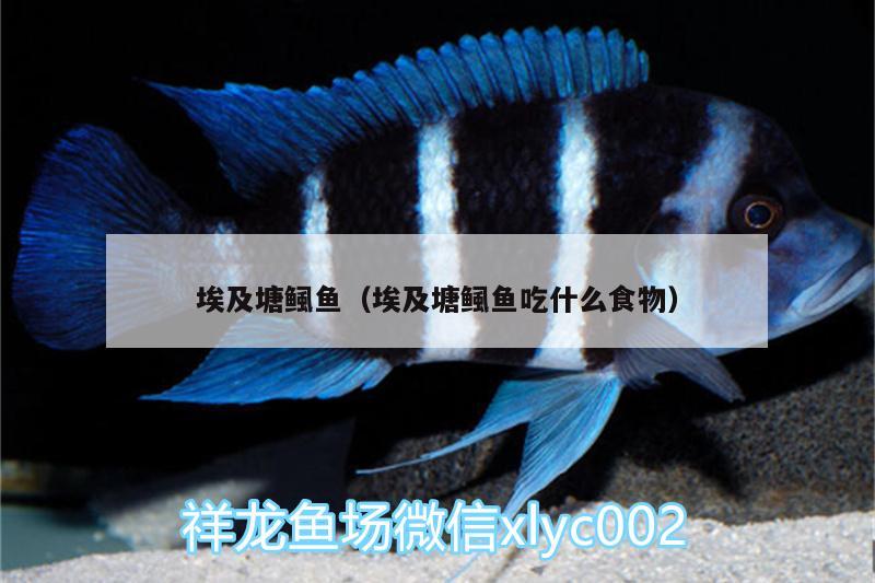 埃及塘鲺魚（埃及塘鲺魚吃什么食物） 虎魚百科