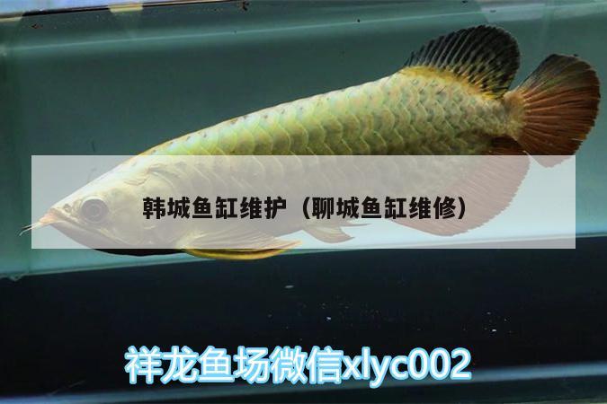 韓城魚缸維護（聊城魚缸維修）