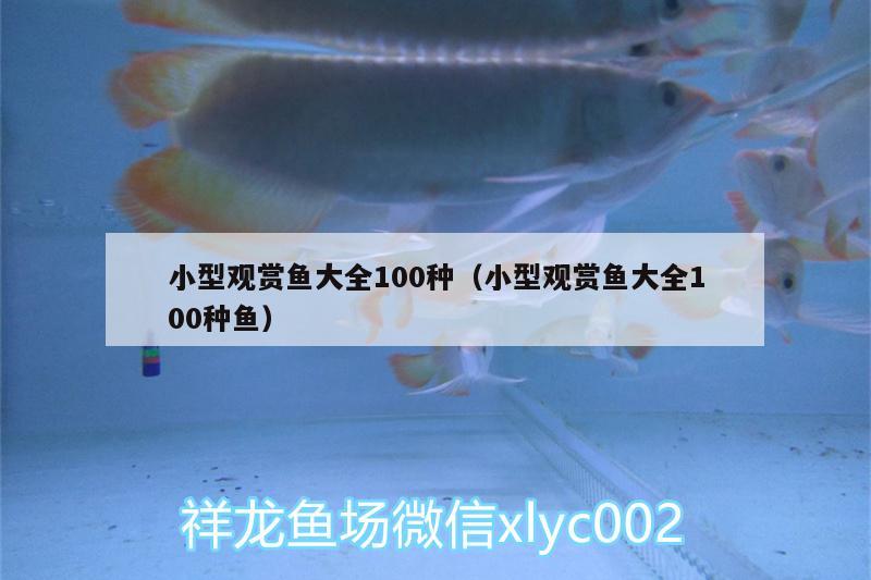 小型觀賞魚大全100種（小型觀賞魚大全100種魚） 小型觀賞魚