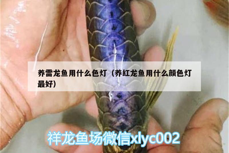 養(yǎng)雷龍魚用什么色燈（養(yǎng)紅龍魚用什么顏色燈最好）