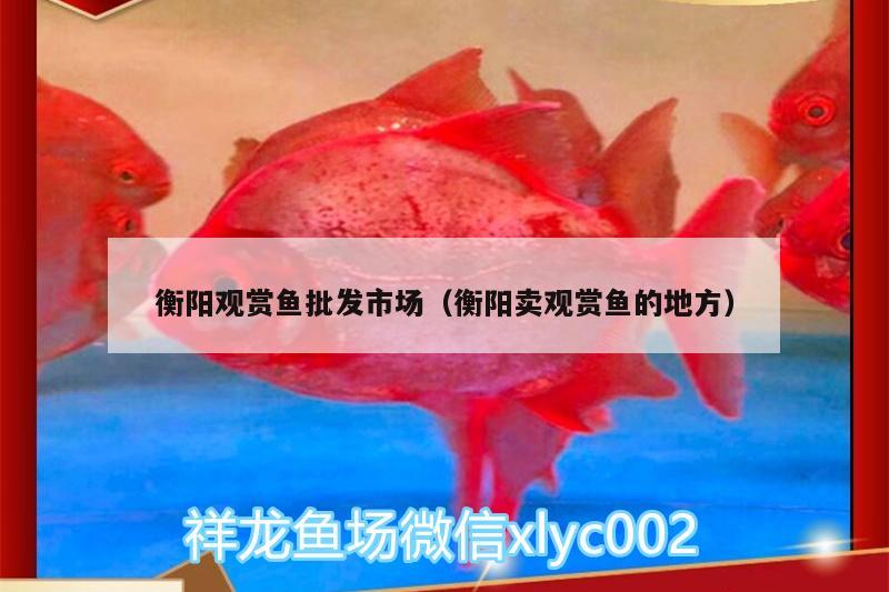 衡陽觀賞魚批發(fā)市場（衡陽賣觀賞魚的地方） 觀賞魚批發(fā)