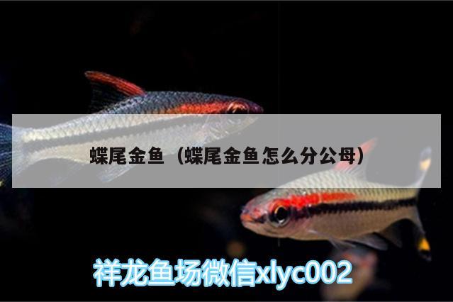 蝶尾金魚（蝶尾金魚怎么分公母） 黃金貓魚百科