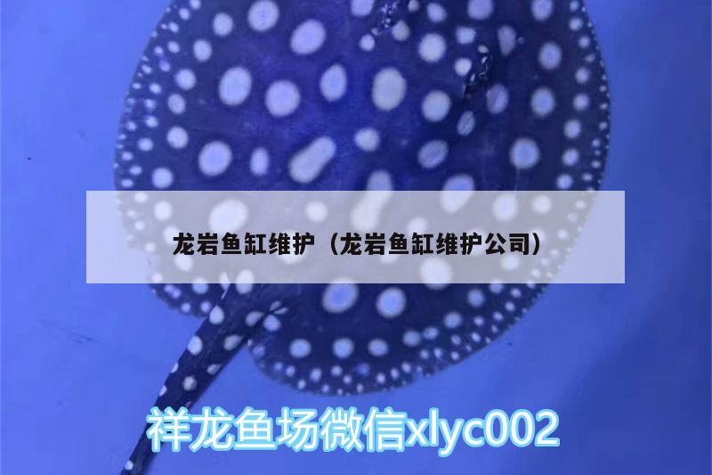 龍巖魚缸維護（龍巖魚缸維護公司） 月光鴨嘴魚