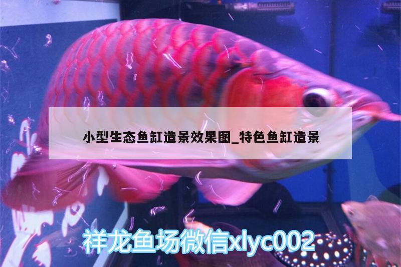 小型生態(tài)魚缸造景效果圖_特色魚缸造景