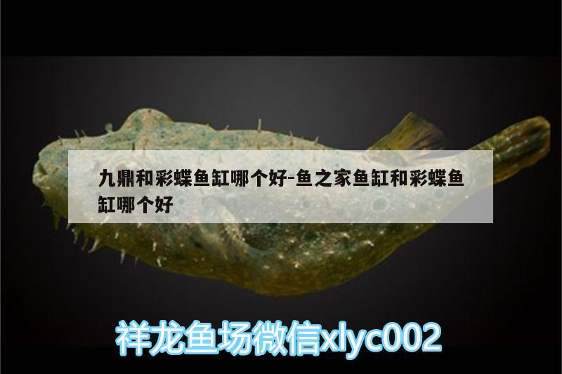 九鼎和彩蝶魚缸哪個(gè)好:魚之家魚缸和彩蝶魚缸哪個(gè)好