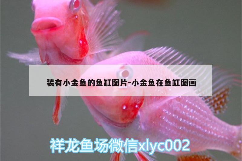 裝有小金魚(yú)的魚(yú)缸圖片:小金魚(yú)在魚(yú)缸圖畫(huà) 觀賞魚(yú)魚(yú)苗