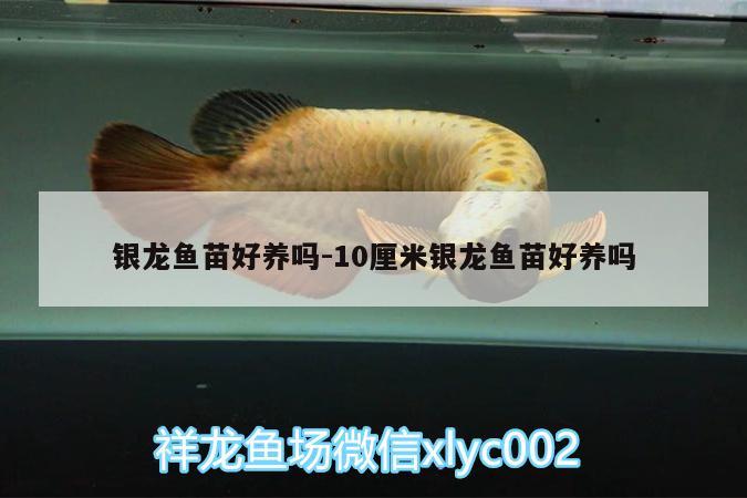 銀龍魚苗好養(yǎng)嗎:10厘米銀龍魚苗好養(yǎng)嗎