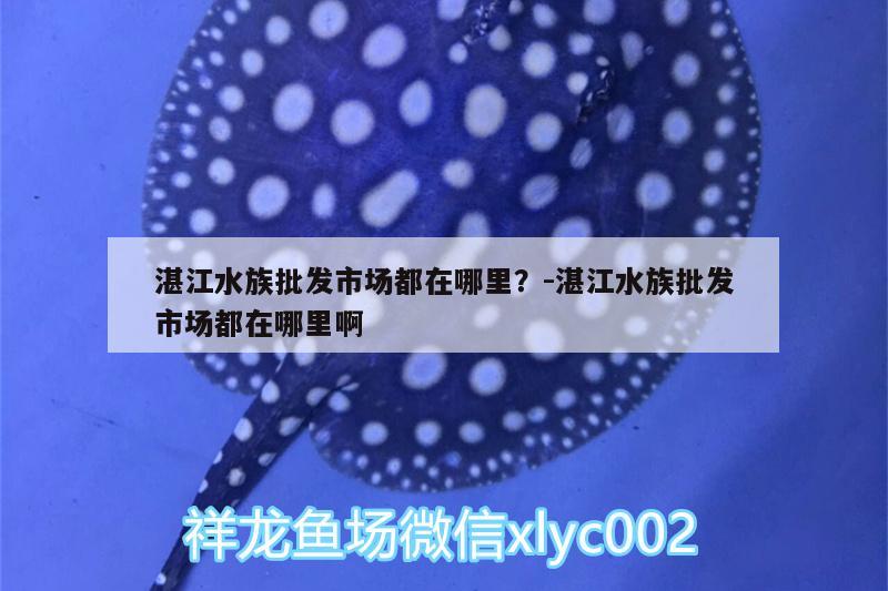 湛江水族批發(fā)市場都在哪里？:湛江水族批發(fā)市場都在哪里啊 觀賞魚水族批發(fā)市場