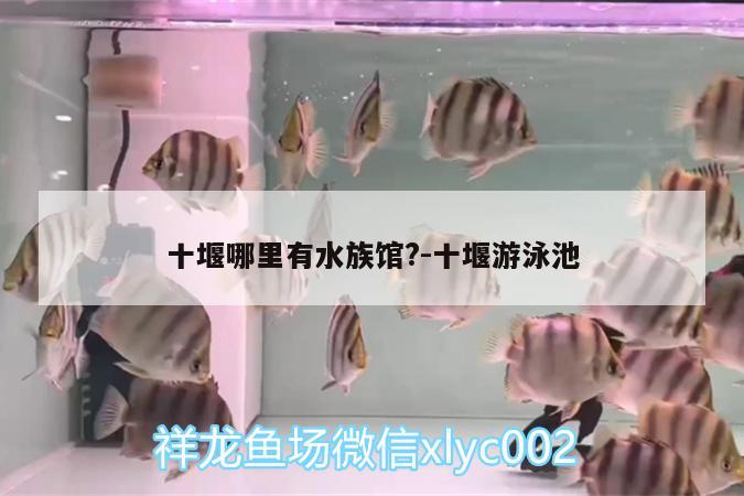 十堰哪里有水族館?:十堰游泳池 黃金達摩魚