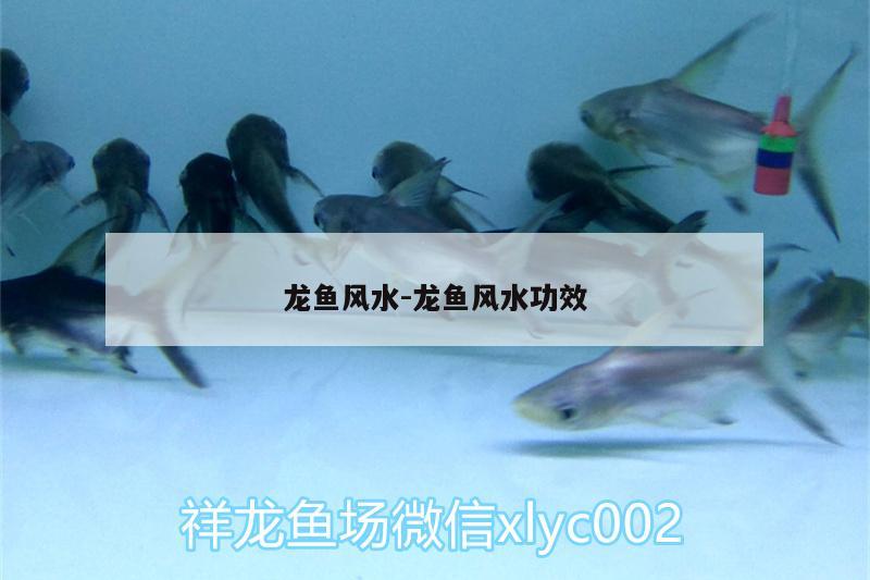 龍魚風(fēng)水:龍魚風(fēng)水功效