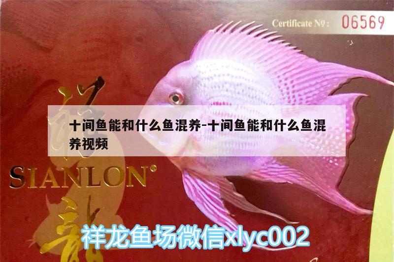 十間魚(yú)能和什么魚(yú)混養(yǎng):十間魚(yú)能和什么魚(yú)混養(yǎng)視頻