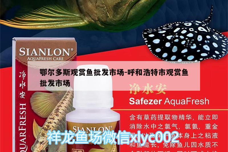 鄂爾多斯觀賞魚批發(fā)市場:呼和浩特市觀賞魚批發(fā)市場 觀賞魚批發(fā)