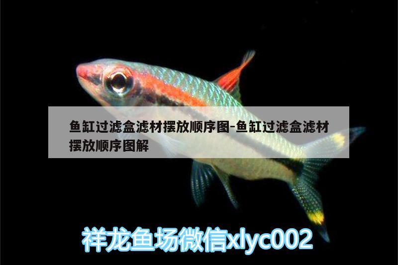 魚缸過濾盒濾材擺放順序圖:魚缸過濾盒濾材擺放順序圖解 白條過背金龍魚