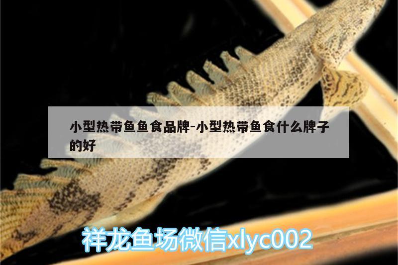 小型熱帶魚(yú)魚(yú)食品牌:小型熱帶魚(yú)食什么牌子的好 野彩魚(yú)