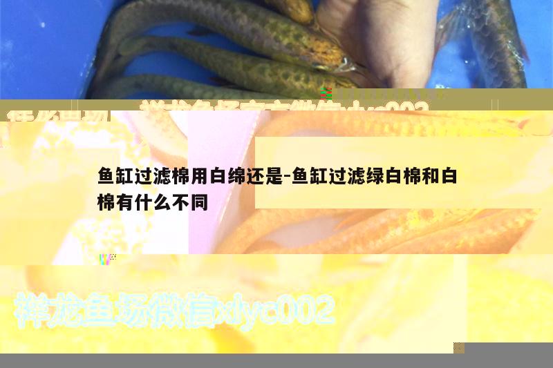 上濾魚缸濾材擺放圖:上濾魚缸濾材怎么擺放