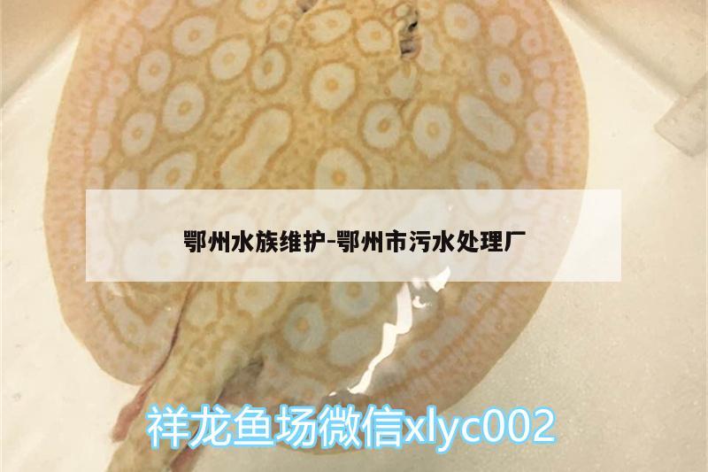 鄂州水族維護(hù):鄂州市污水處理廠 蝴蝶鯉魚(yú)苗