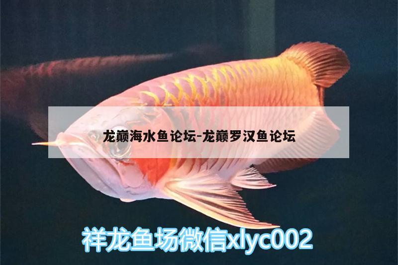 龍巔海水魚論壇:龍巔羅漢魚論壇 海水魚