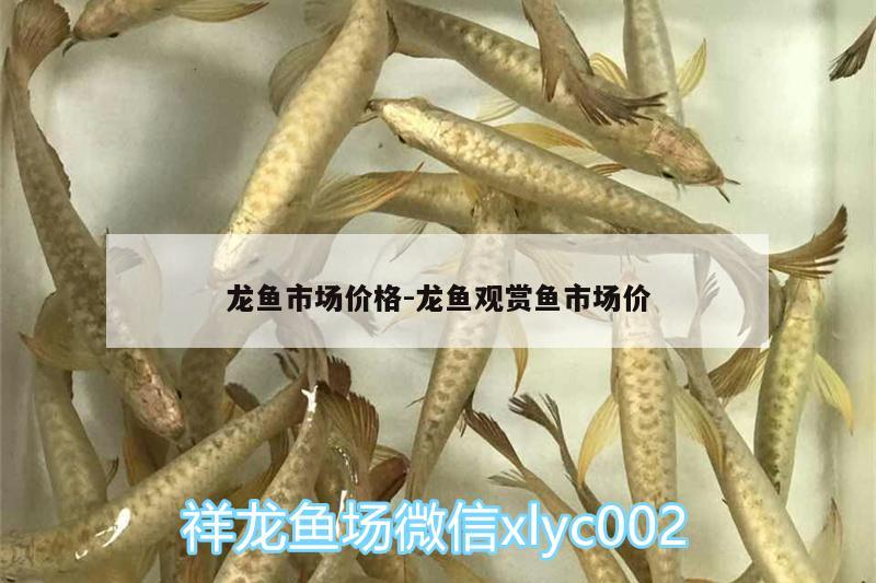 龍魚市場價格:龍魚觀賞魚市場價 觀賞魚市場（混養(yǎng)魚）