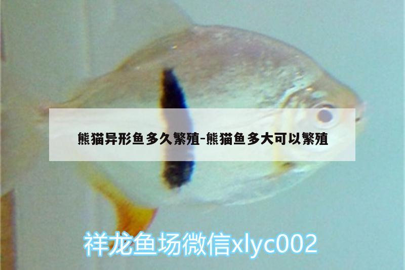 熊貓異形魚多久繁殖:熊貓魚多大可以繁殖