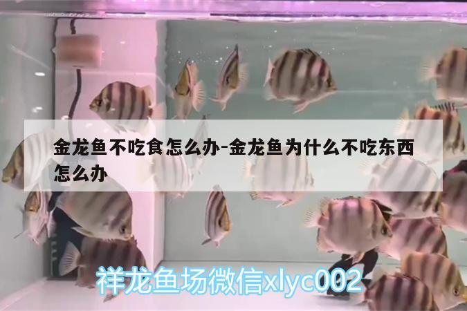 金龍魚不吃食怎么辦:金龍魚為什么不吃東西怎么辦 泰龐海蓮魚 第3張