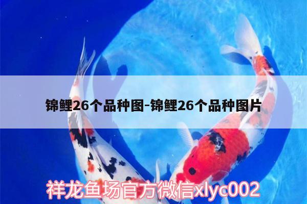 錦鯉26個(gè)品種圖:錦鯉26個(gè)品種圖片 熊貓異形魚L46