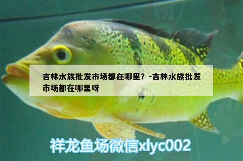 吉林水族批發(fā)市場都在哪里？:吉林水族批發(fā)市場都在哪里呀 觀賞魚水族批發(fā)市場