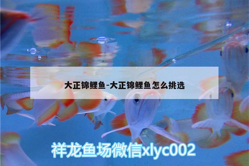 大正錦鯉魚:大正錦鯉魚怎么挑選