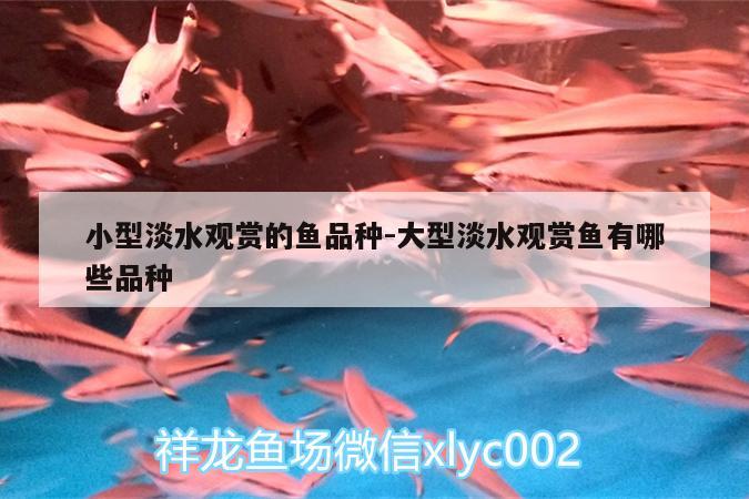 小型淡水觀賞的魚(yú)品種:大型淡水觀賞魚(yú)有哪些品種 水族世界