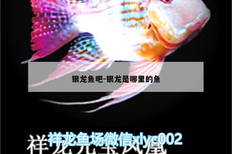 銀龍魚吧:銀龍是哪里的魚 銀龍魚