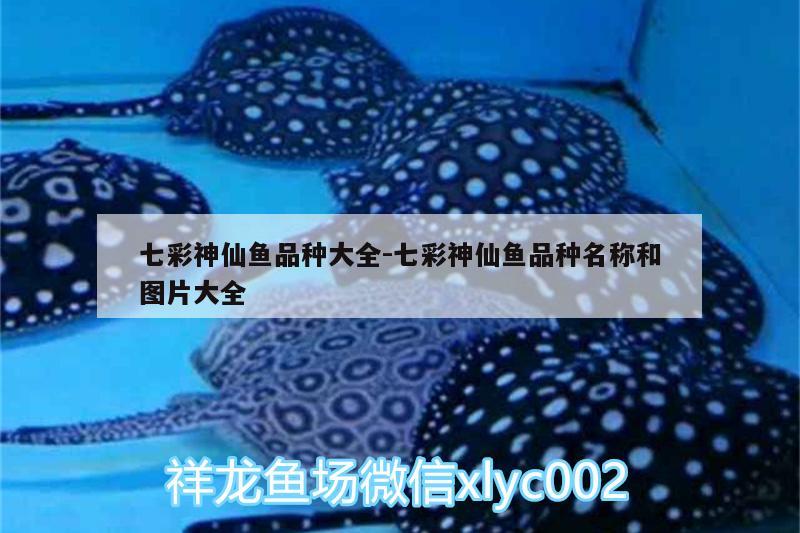 七彩神仙魚品種大全:七彩神仙魚品種名稱和圖片大全 七彩神仙魚