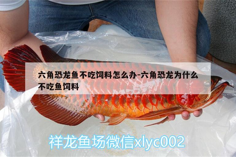 六角恐龍魚(yú)不吃飼料怎么辦:六角恐龍為什么不吃魚(yú)飼料