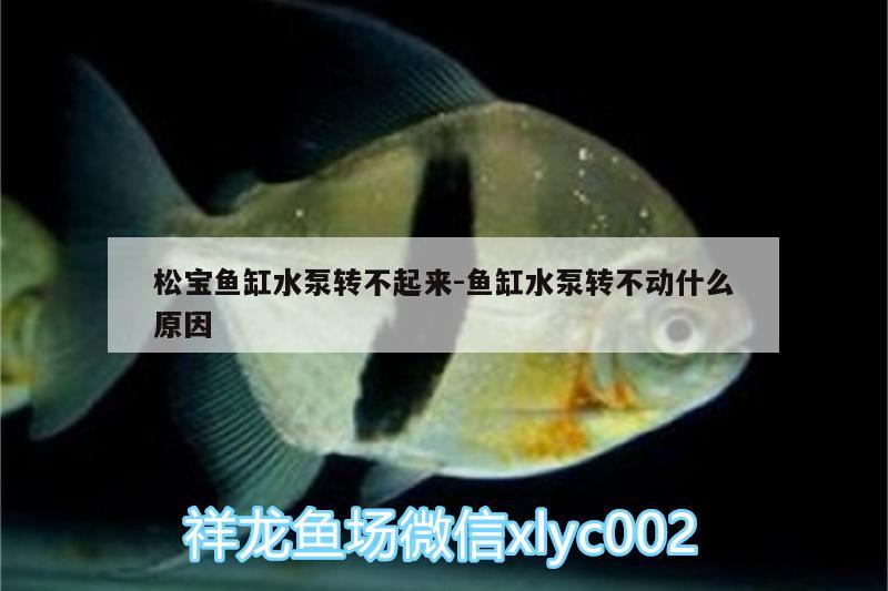 松寶魚缸水泵轉(zhuǎn)不起來:魚缸水泵轉(zhuǎn)不動(dòng)什么原因