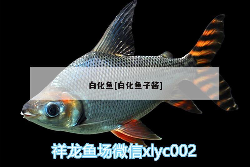 白化魚[白化魚子醬] 養(yǎng)魚的好處